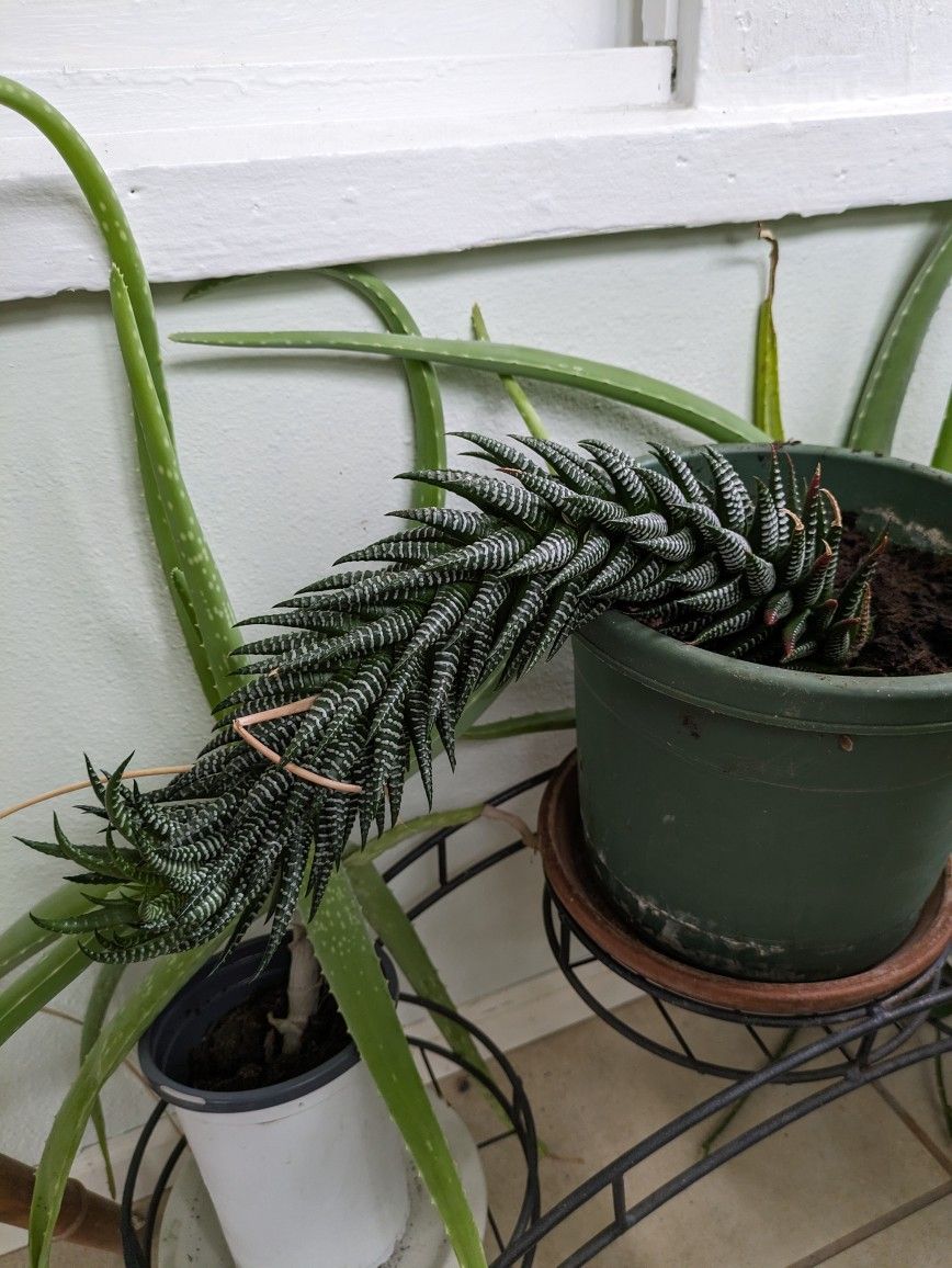 Zebra Plant