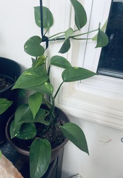 Money plant (indoor plant)