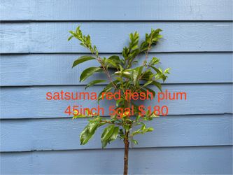 satsuma red flesh plum tree