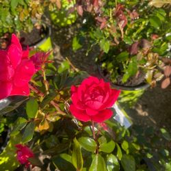 Beautiful Rose's! 