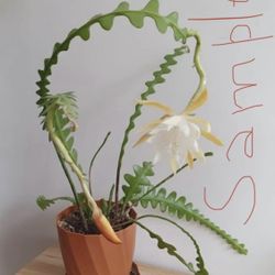 Epiphillum Anguliger With New Growth 