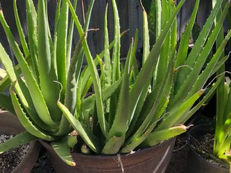Planta de savila