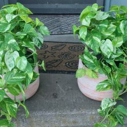 Matching Pots