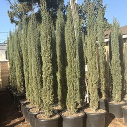 Italian cyoress 20 gal 7-8  feet tall