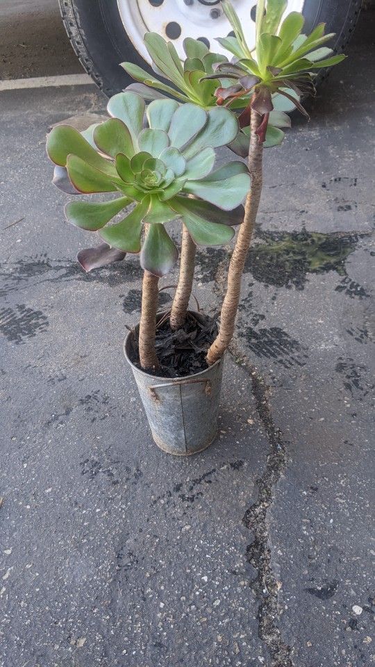 Very Cute Tall Succulents In A Cute Small Pot 