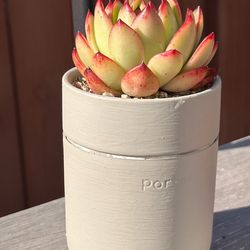 Cute succulents in Ceremic pot