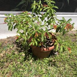 Firebush Shrub Live Plant, In Bloom