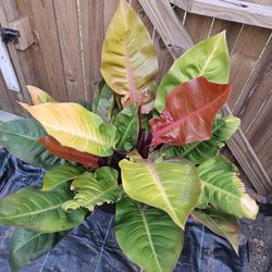 Philodendron Prince Of Orange Live Plant 