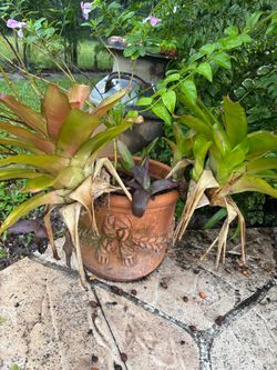 Decorative Terracotta Pot with Bromeliad Plants
