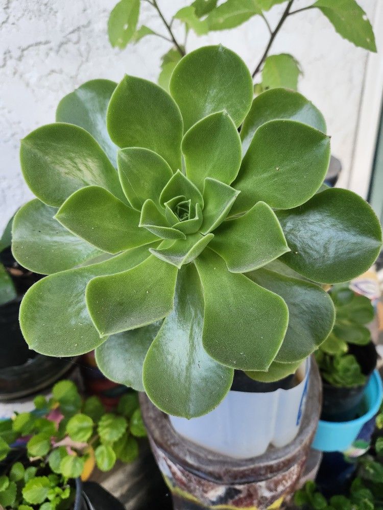 Large Succulents