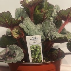 Begonia Rex (Fedor)
