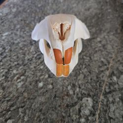 Ethically Sourced Beaver Skull