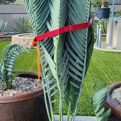  CYCAD,  SUPER BLUE ENCEPHALARTOS 