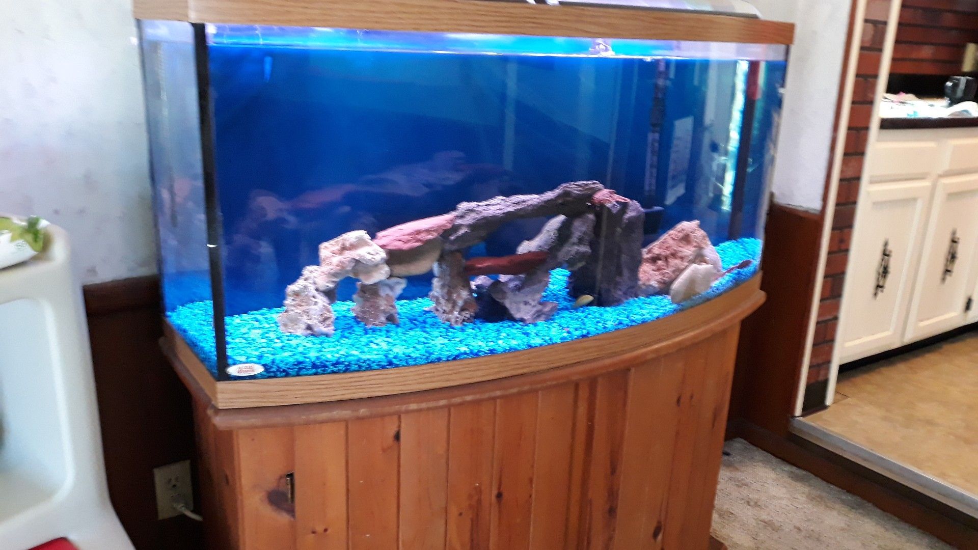 72 Gallon Bow Front Fish Tank, all included