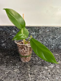 Philodendron