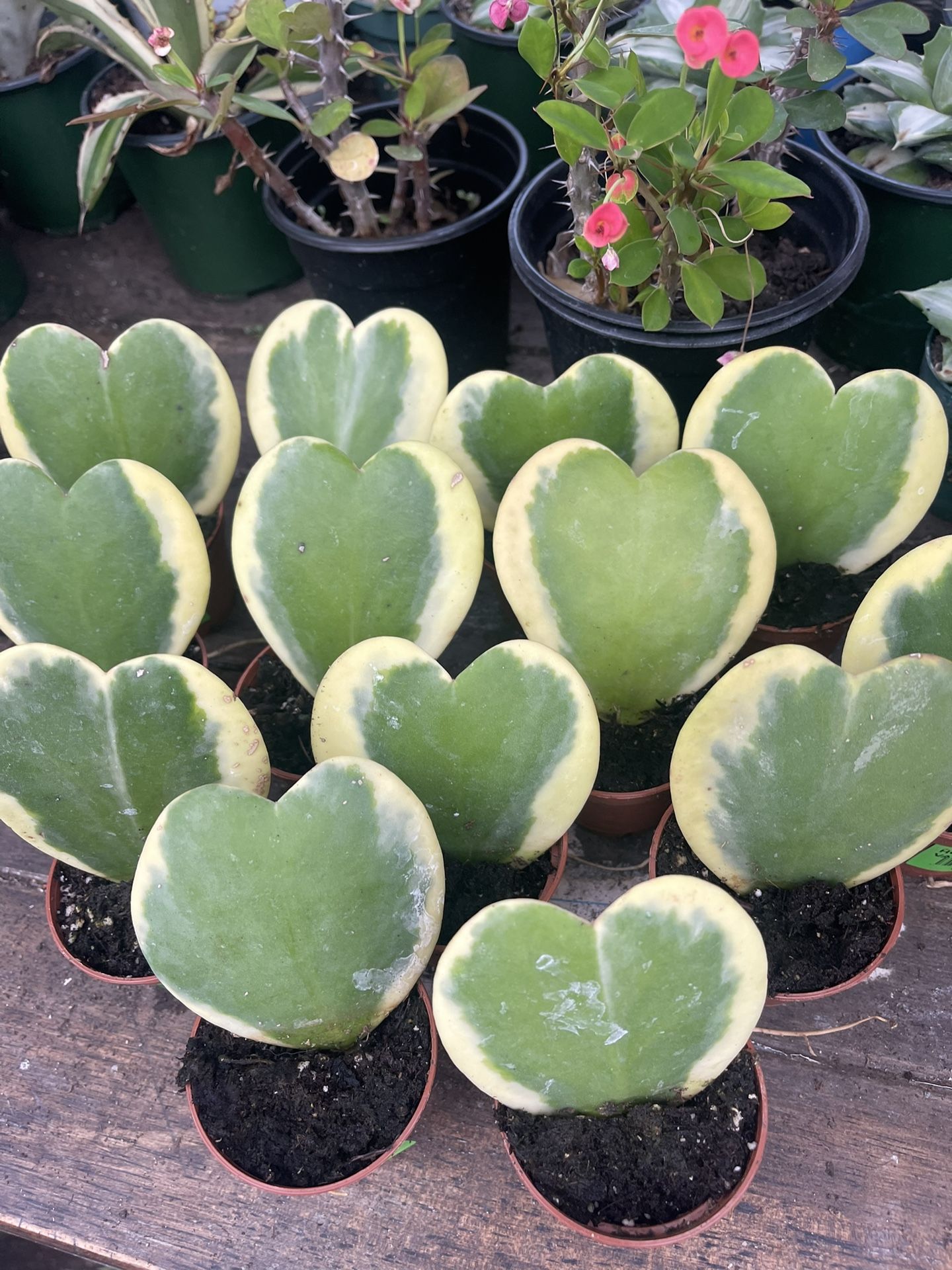 Variegated Hoya Kerrii Plants 🪴 Fully Rooted