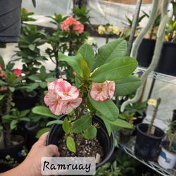 Corona de cristo Planta 🪴/Crown Of Thorns Plant 