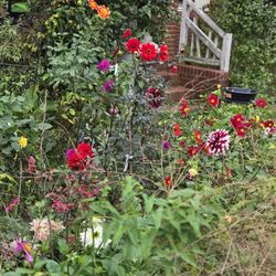 Mixed Dahlia Seed Pods 10 For $5