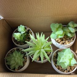 Fake Succulents (Set Of 5)