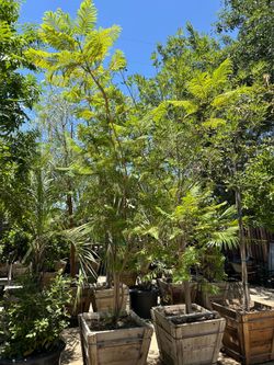 Jacaranda tree 24”box