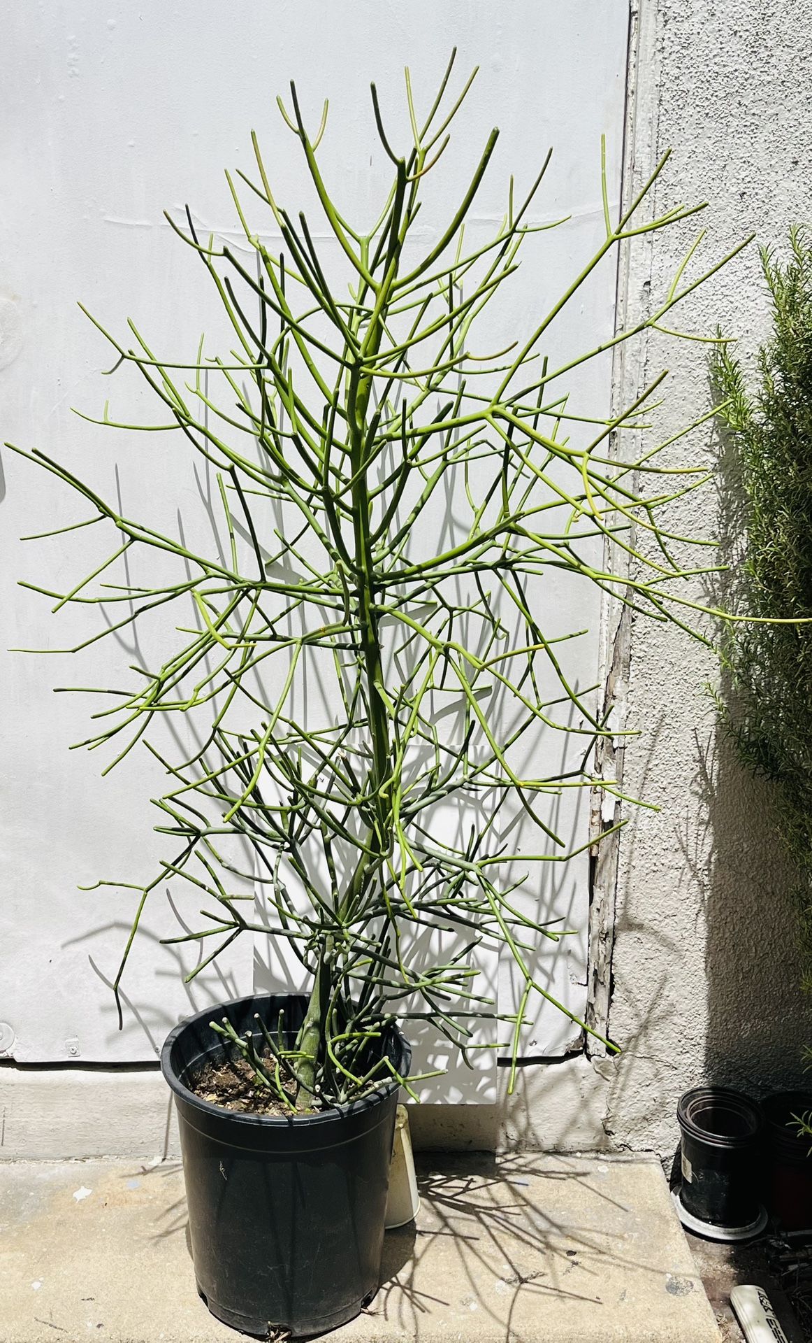 Healthy Pencil Sticks Plant In A 4 Gallon Plastic Pot It Measures 52