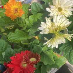 Gerberas Plants 