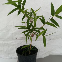 Asian Lemon Bamboo Hedge Plants 
