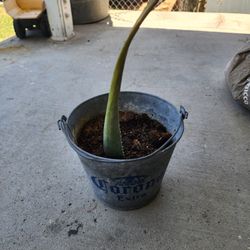 Aloe Plant 