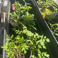 Cherry Tomato Seedling Plants
