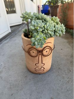 Succulent in terracotta face pot