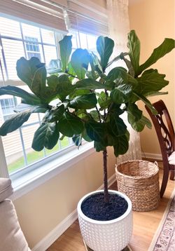 Moving sale Fiddle-leaf fig