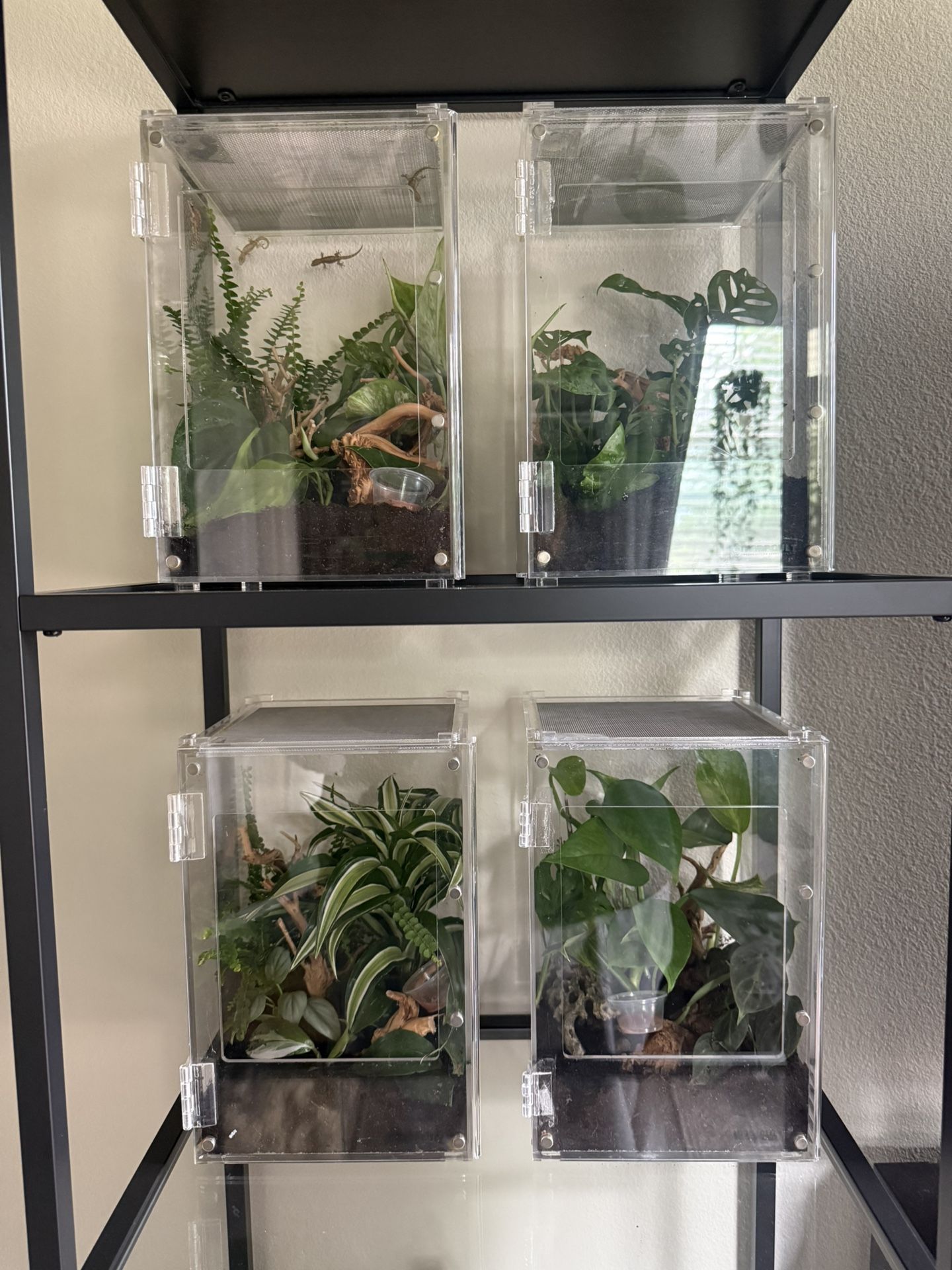 8 x 8 x 12 Herpcult Enclosure 