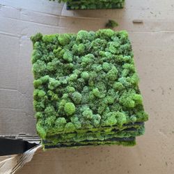 Preserved Moss Wall Tiles
