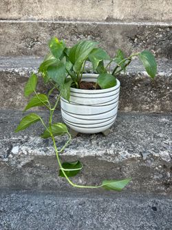 Striped Footed Pot / Planter