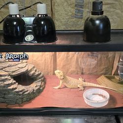 Reptile Tank with Lid (20 Gallons)