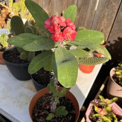 Planta Corona De Cristo