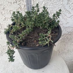 1 Gallon Pot Rare Succulent Plant - Sedum Album - Athoum Stonecrop - Rooted & Established - Drought Resistant - 🪴