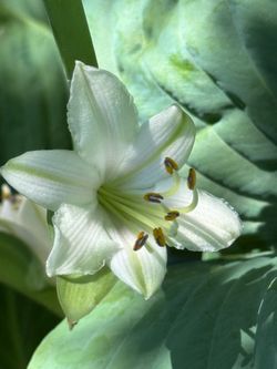 Hosta