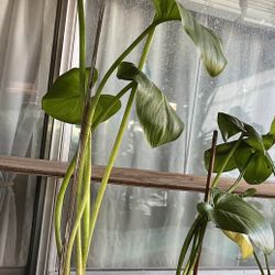 HERMOSAS PLANTAS NATURALES “ALCATRACES PLANT “