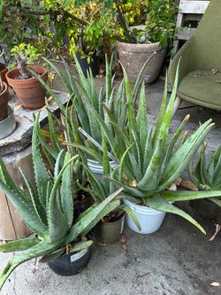 Plants de aloveras $10 each