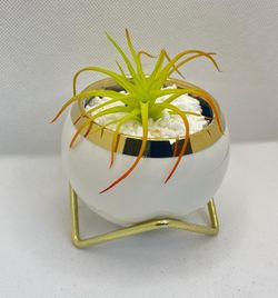 🌸 Glazed Ceramic Planter with Golden Stand Comes in a white box– Elegant Gift Pot (5 Colors Available)