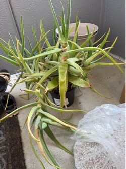 Selling repotted aloe plants
