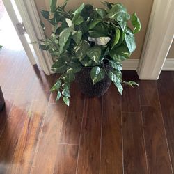 Two artificial plant 25 each or two for 40