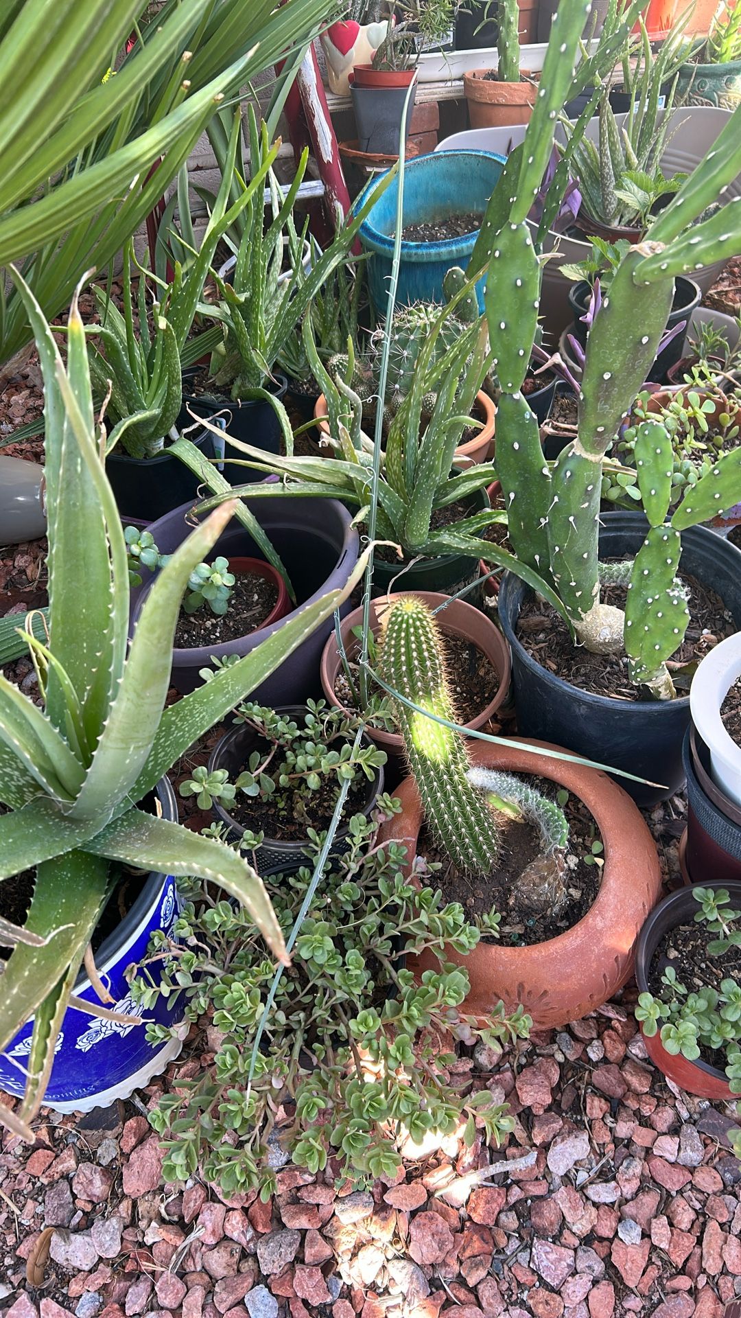 Succulent clearance sale.
