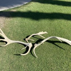 Elk Antlers 