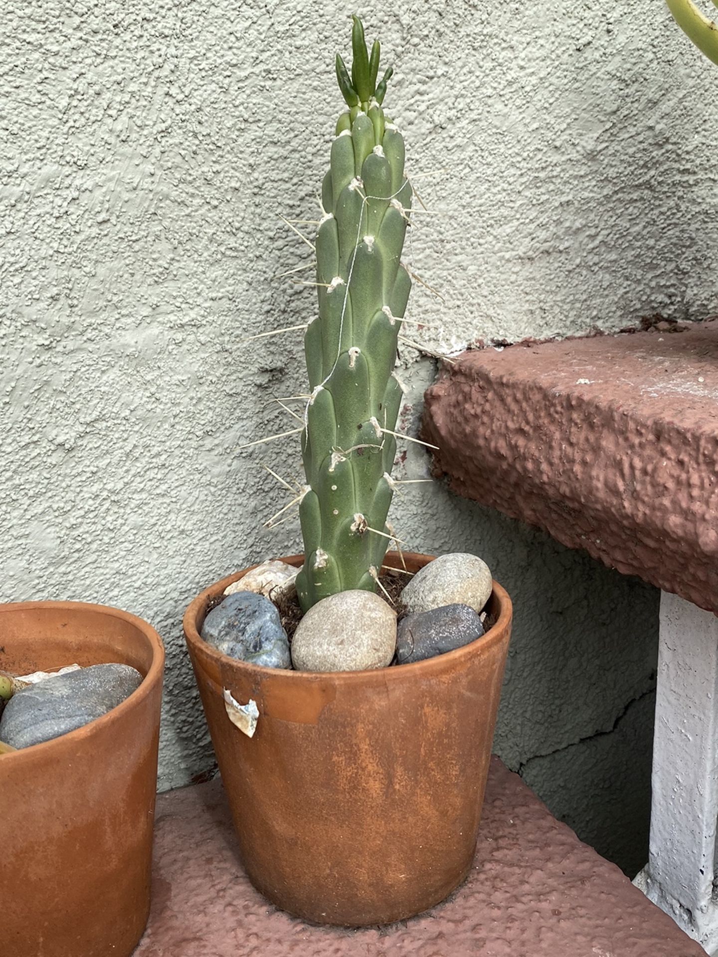 Small Succulents / Cactus In Ceramic Terra Cotta Pot