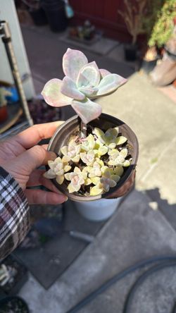 Succulent Plants 4” Pot 