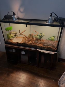 Ball python