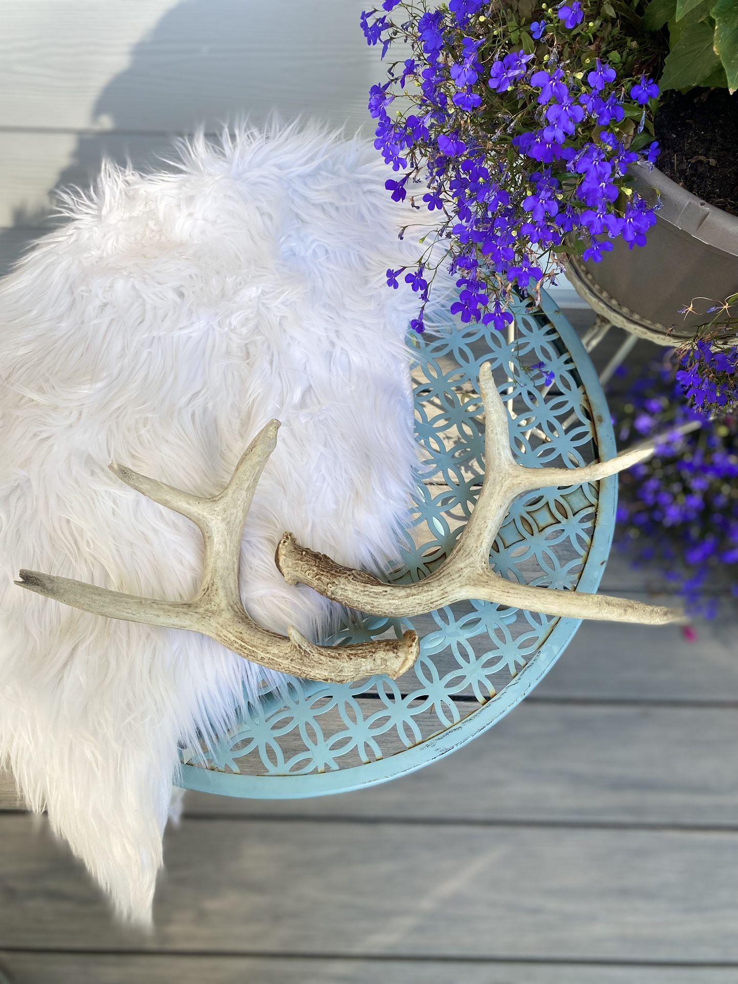A small pair of Antlers