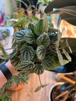 Peperomia caperata ‘Burbella’